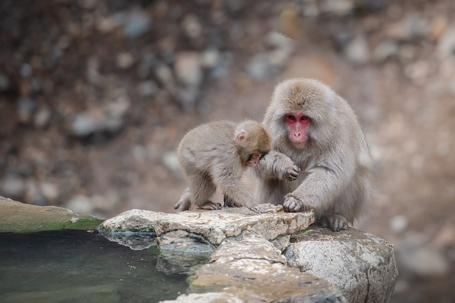 snow-monkey